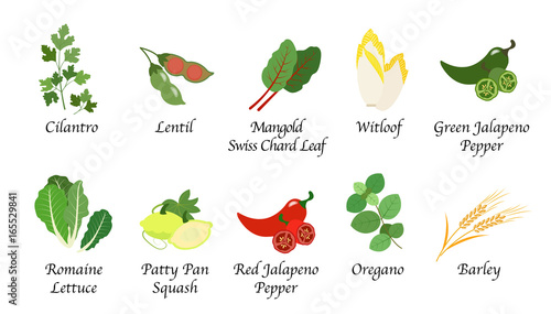 Organic nature health vegetable food spice isolated vector collection set