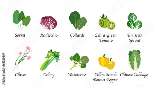 Organic nature health vegetable food spice isolated vector collection set