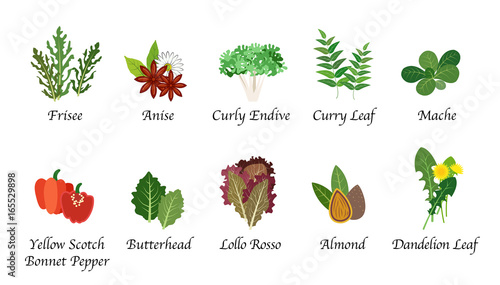Organic nature health vegetable food spice isolated vector collection set