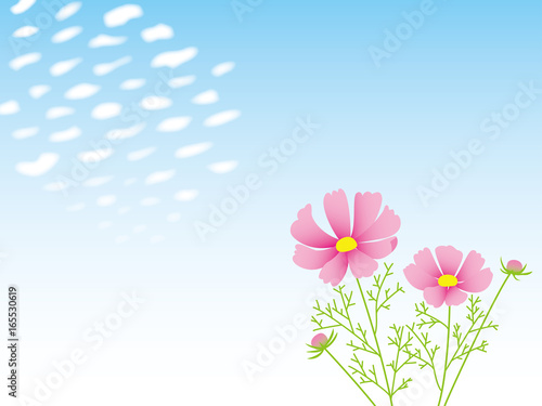 うろこ雲とコスモス