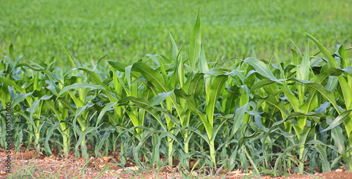 Green corn field in the nature. © zilvergolf