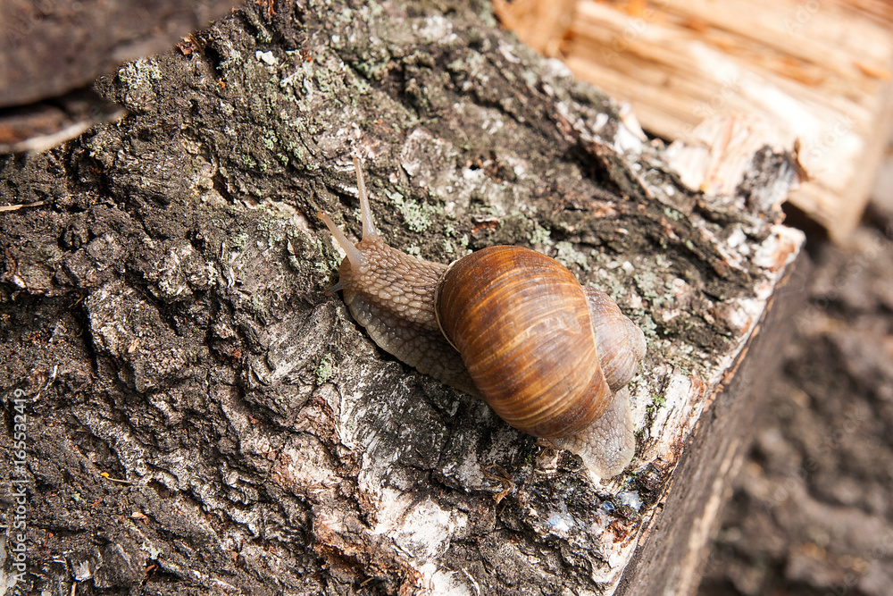 Burgundy snail (Helix, Roman snail, edible snail, escargot) crawling on the trunk of old aspen tree. Burgundy snail (Helix, Roman snail, edible snail, escargot) crawling on the trunk of old aspen tree.