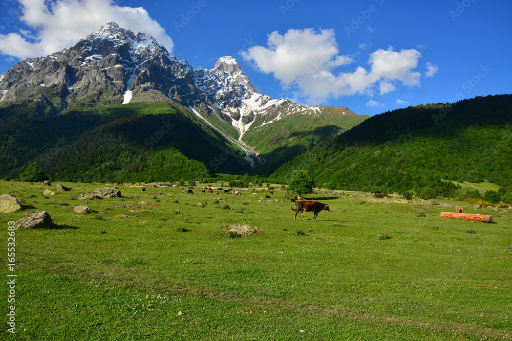 View of cows