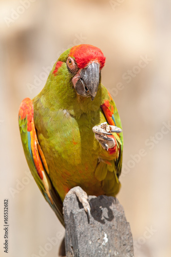 Ara de Lafresnaye, ara rubrogenys, en gros plan  photo