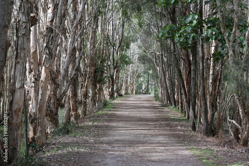 Coombabah Nature Reserve Gold Coast Queensland photo
