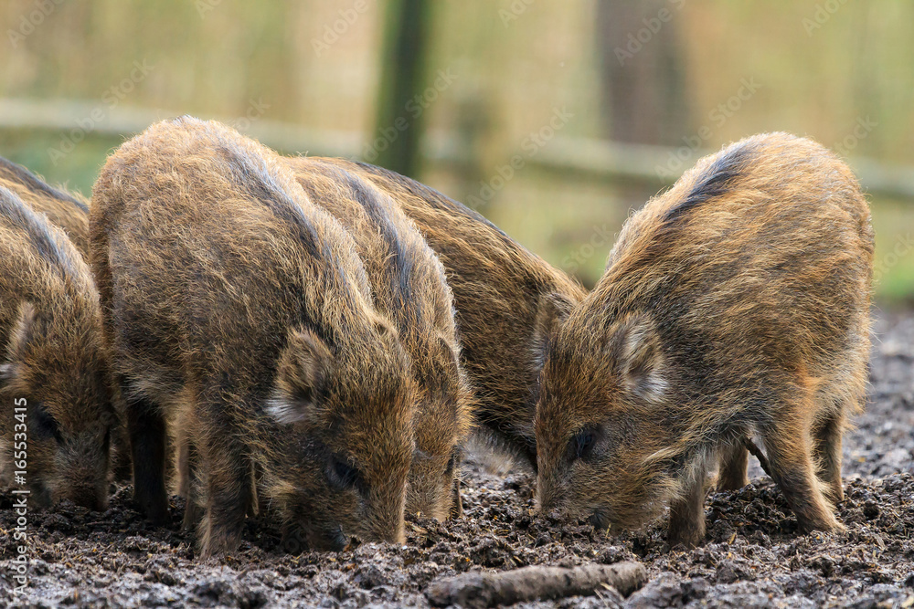 Beautiful wild boars (Sus Scrofa) in national park Het Aardhuis at the Hoge Veluwe in the Netherlands Beautiful wild boars (Sus Scrofa) in national park Het Aardhuis at the Hoge Veluwe in the Netherlands