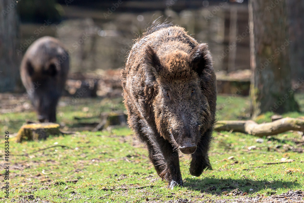 Foto Stock Beautiful Wild Boar (Sus Scrofa) In National Park Het ...