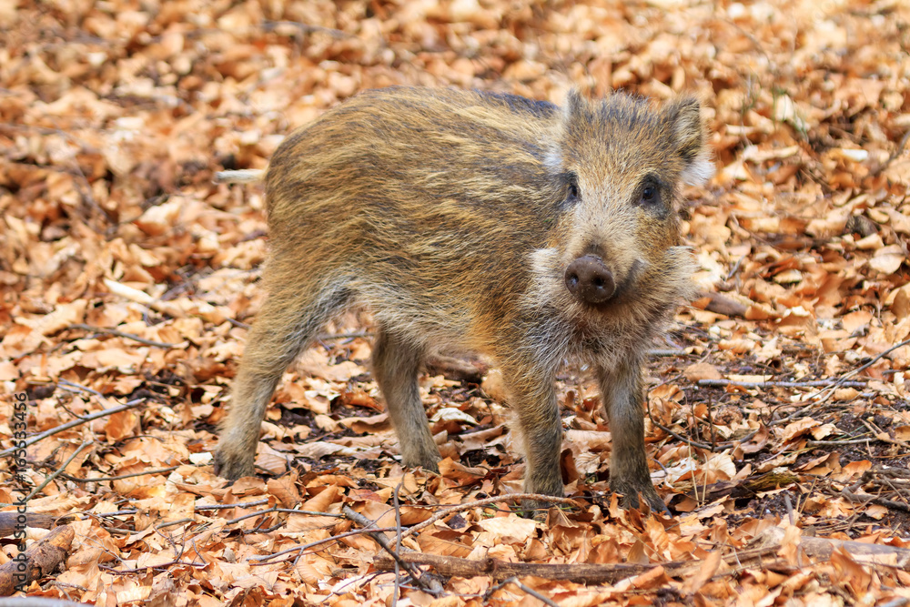 Naklejka premium Beautiful wild boar (Sus Scrofa) in national park Het Aardhuis at the Hoge Veluwe in the Netherlands