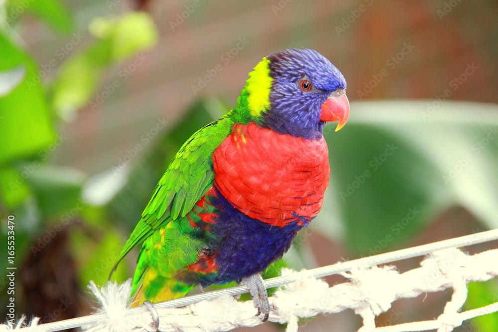 Trés coloré le perroquet