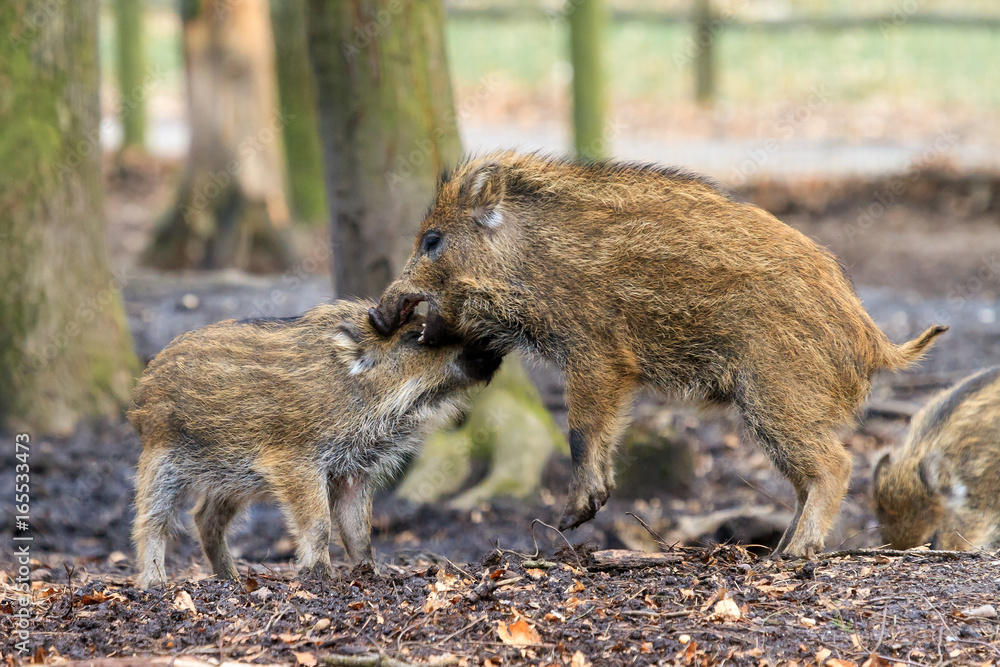 Beautiful wild boars (Sus Scrofa) in national park Het Aardhuis at the Hoge Veluwe in the Netherlands Beautiful wild boars (Sus Scrofa) in national park Het Aardhuis at the Hoge Veluwe in the Netherlands
