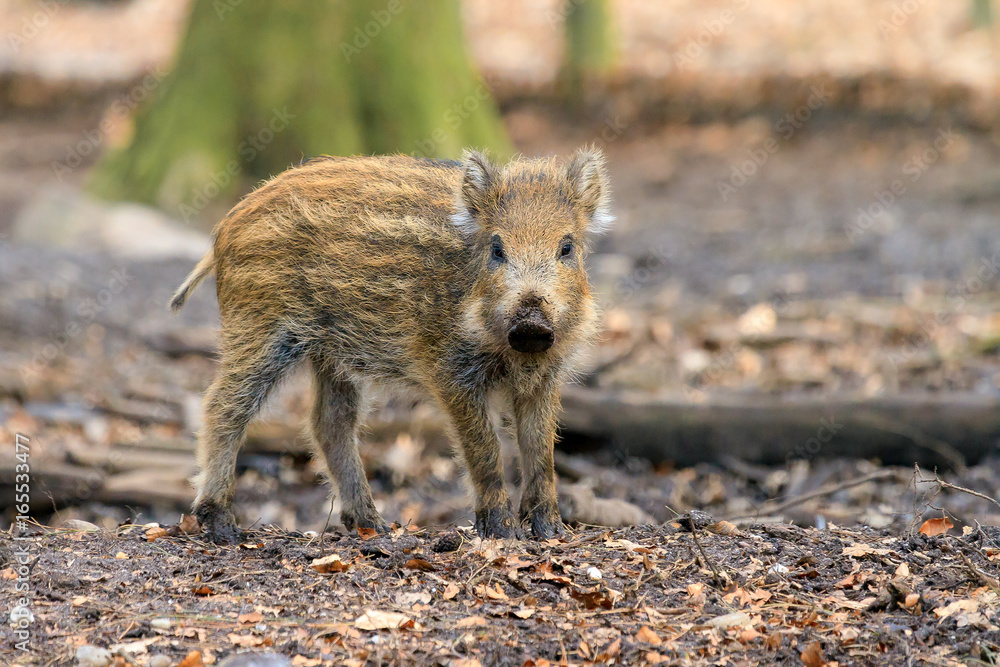 Beautiful wild boar (Sus Scrofa) in national park Het Aardhuis at the Hoge Veluwe in the Netherlands Beautiful wild boar (Sus Scrofa) in national park Het Aardhuis at the Hoge Veluwe in the Netherlands