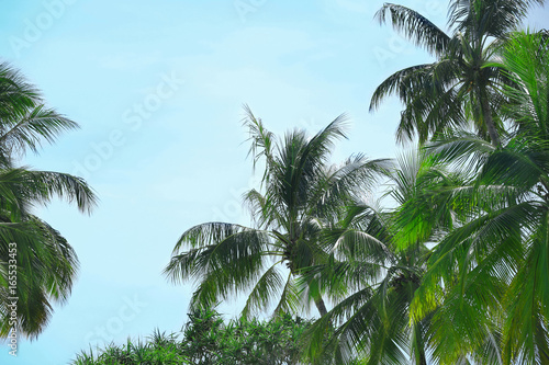 Green palms against blue sky at tropical resort