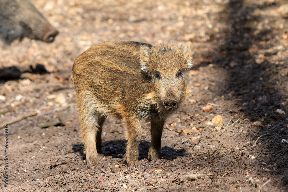 Beautiful wild boar (Sus Scrofa) in national park Het Aardhuis at the Hoge Veluwe in the Netherlands Beautiful wild boar (Sus Scrofa) in national park Het Aardhuis at the Hoge Veluwe in the Netherlands