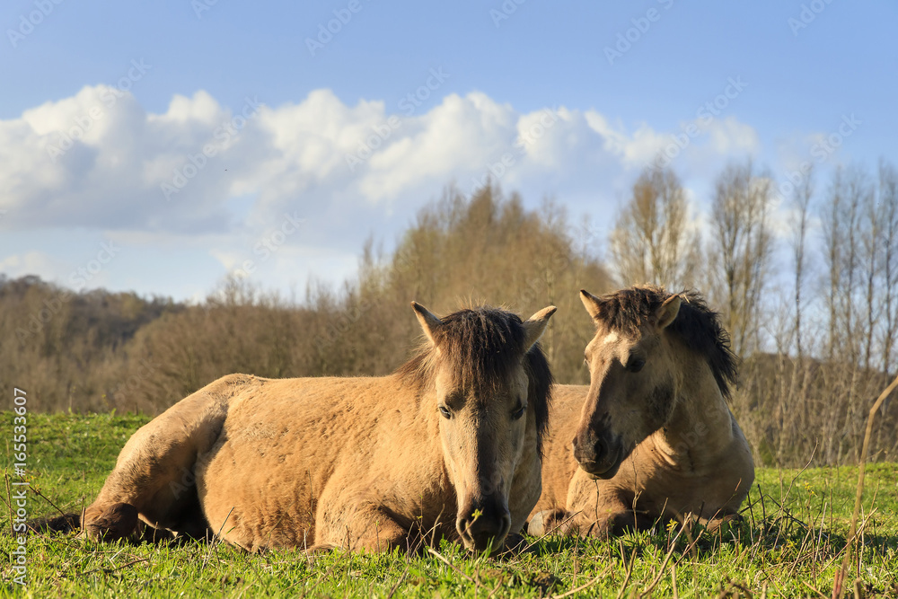 Konik horses (Equus ferus caballus) in national park de Blauwe Kamer in Wageningen, the Netherlands 