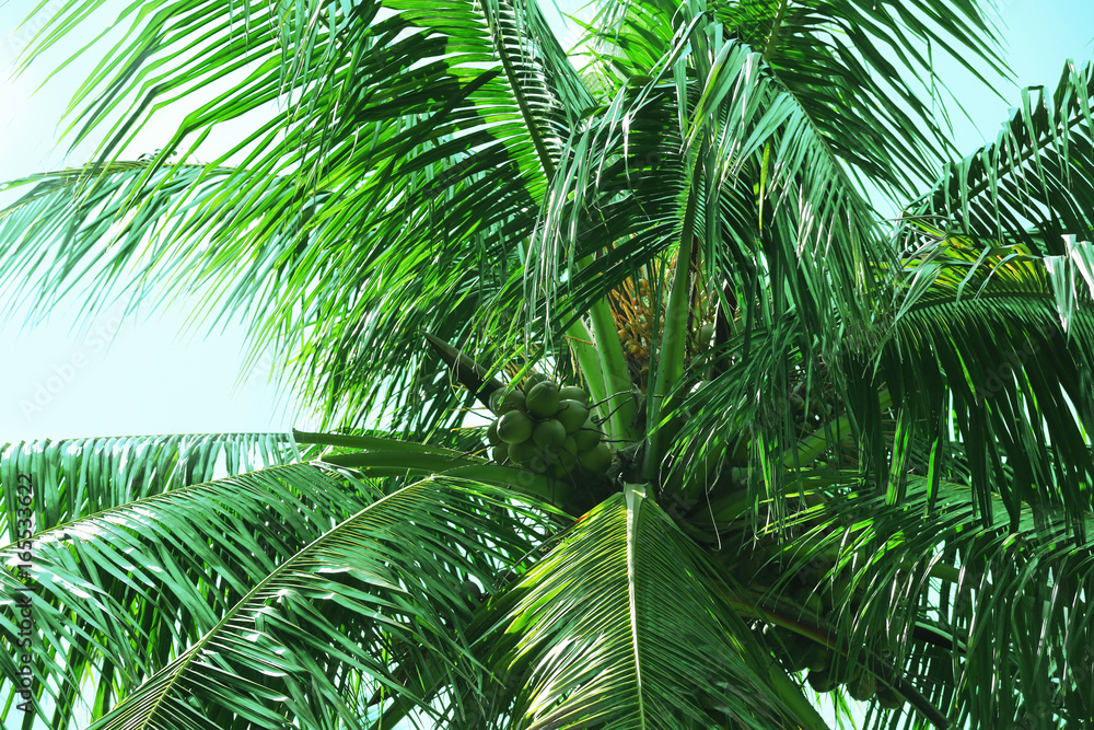 Fototapeta premium Tropical coconut palm against blue sky