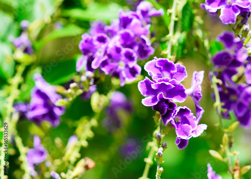 Flower Duranta in the garden (Duranta repens L,Duranta erecta L)