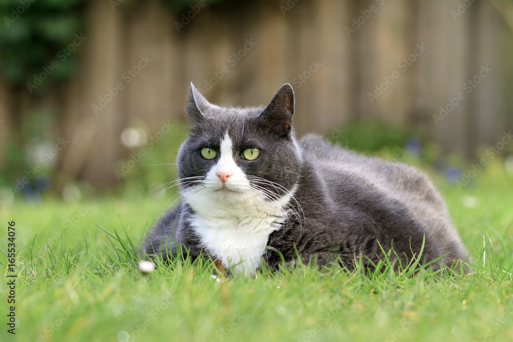 Beautiful obese cat spread out on the grass in the garden, tired and hungry after a workout Beautiful obese cat spread out on the grass in the garden, tired and hungry after a workout