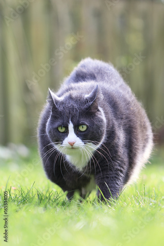 Beautiful fat obese kitty cat on a diet working out in the garden to lose some weight  photo