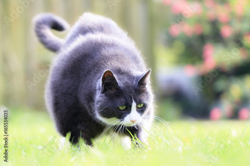 Beautiful fat obese kitty cat on a diet working out in the garden to lose some weight  photo