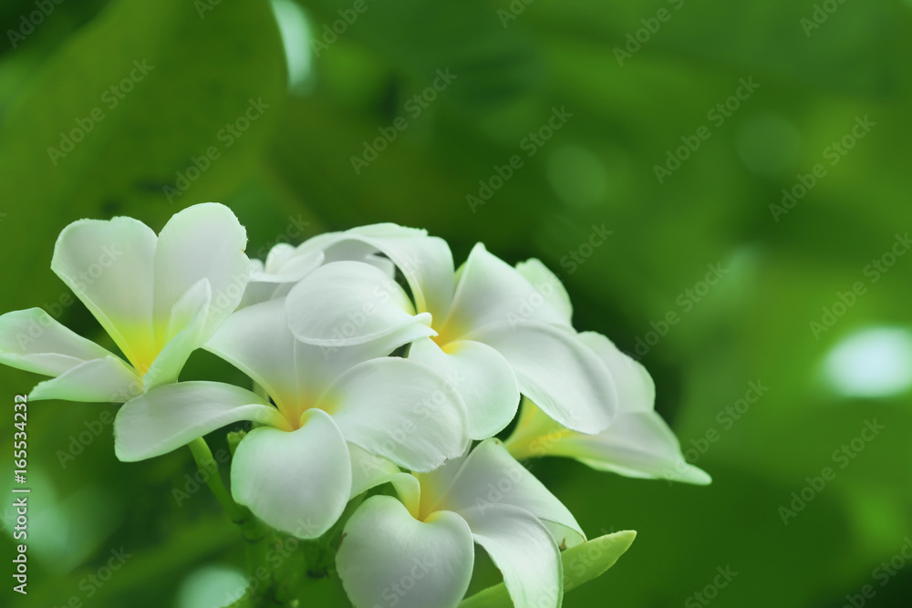 Beautiful tropical plumeria flowers outdoors Beautiful tropical plumeria flowers outdoors