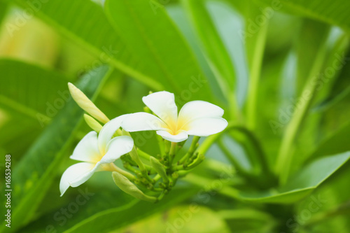 Beautiful tropical plumeria flowers outdoors