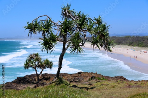 Palm tree overlooking Dreamtime Beach at Fingal Head NSW Australia.
