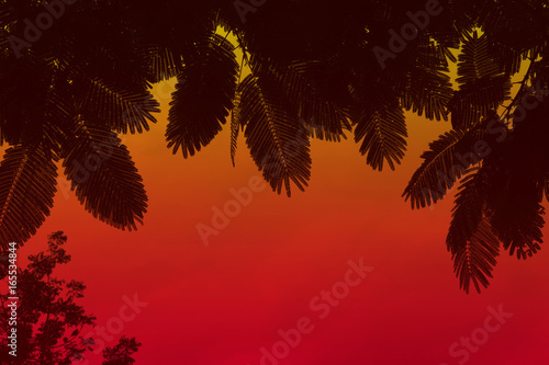 Wallpaper Mural forest plant shadow in silhouette style,silhouette background of leaves and branches in twilight period,red yellow background Torontodigital.ca