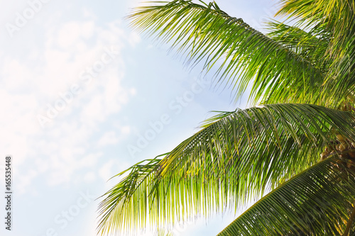 Tropical coconut palm against blue sky
