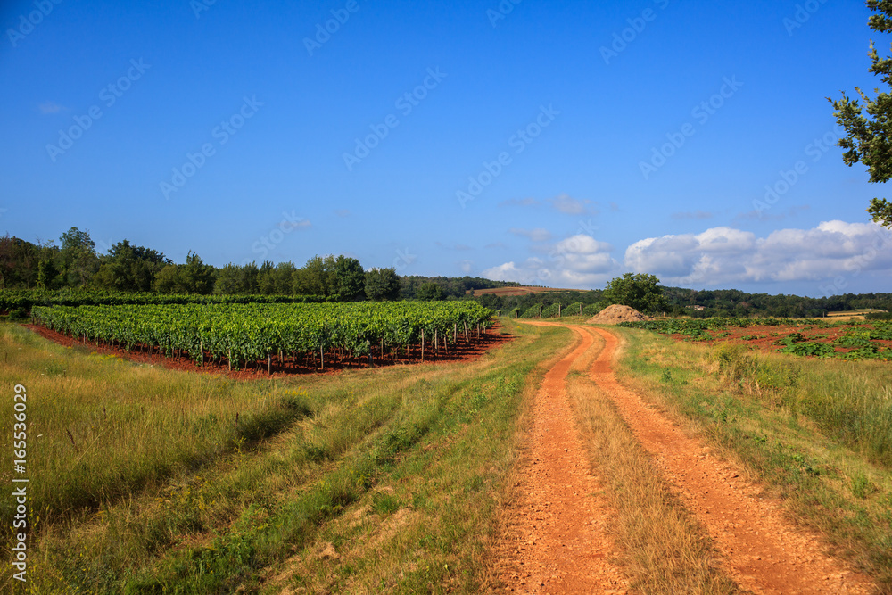 Obraz premium View of vineyards, Istria