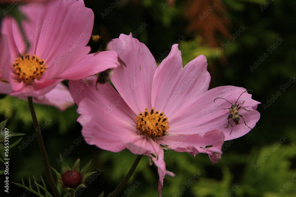 Obraz premium Flowers