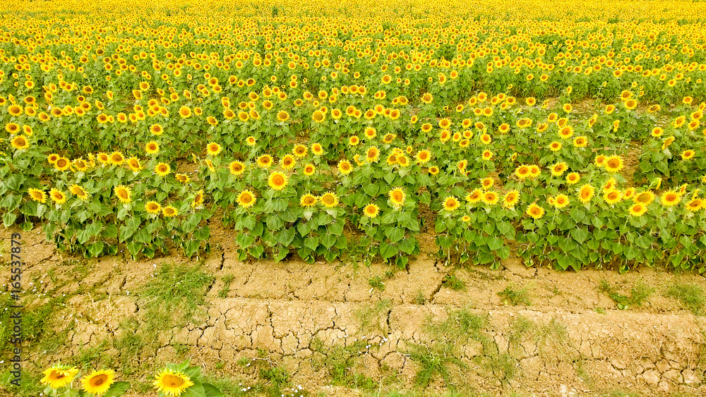 Obraz premium Aerial view of beautiful sunflowers field