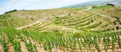 coteaux de vigne le long du rhone photo