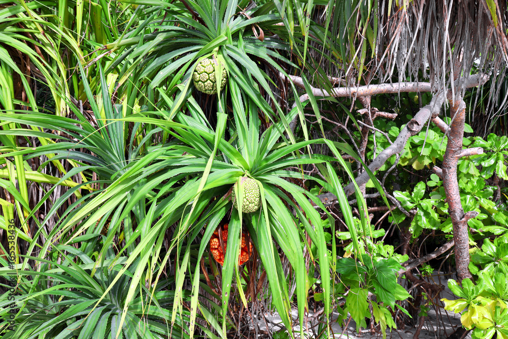 Tropical pandanus plants outdoors Tropical pandanus plants outdoors