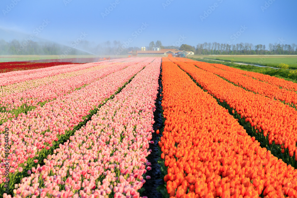 Beautiful colored tulip fields in the Netherlands in spring in the afternoon