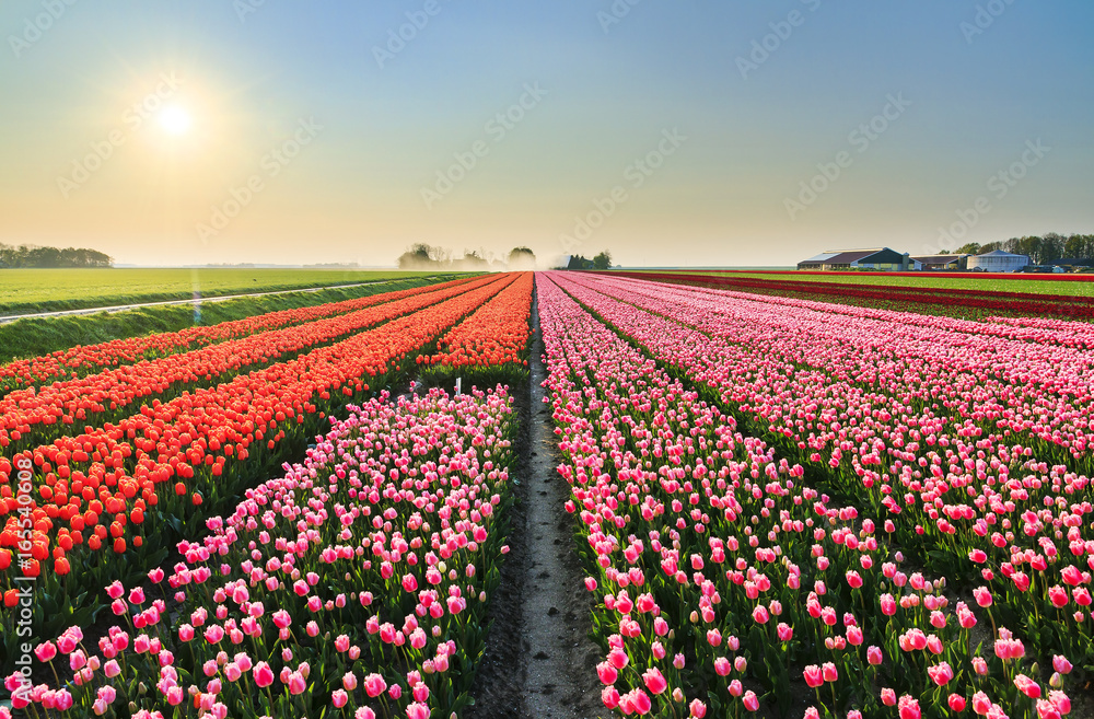 Beautiful colored tulip fields in the Netherlands in spring at sunset