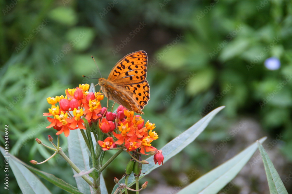 Obraz premium Schmetterling auf Blume