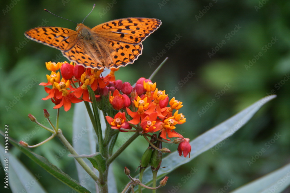 Schmetterling auf Blüte Schmetterling auf Blüte