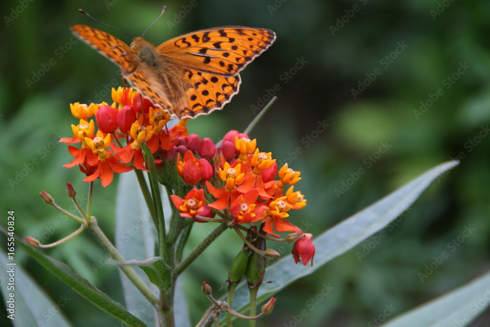 Obraz premium Schmetterling