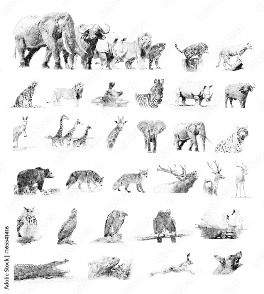 Collection animals. Sketch with pencil Collection animals. Sketch with pencil