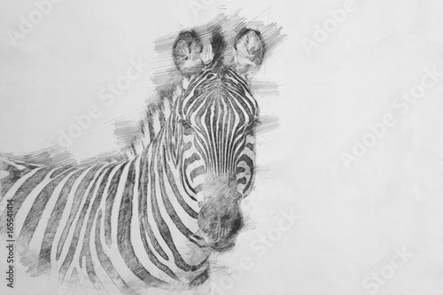 Zebra. Sketch with pencil