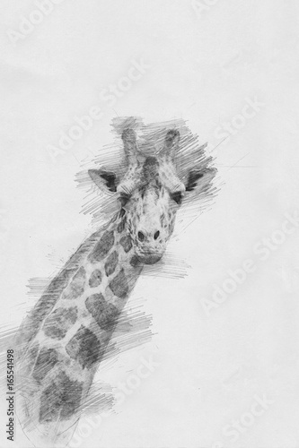 Giraffe. Sketch with pencil