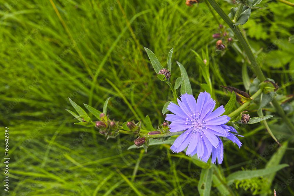 Blue cichorium (Cichorium intybus) flower on the meadow. Healing herbs. Blue cichorium (Cichorium intybus) flower on the meadow. Healing herbs.