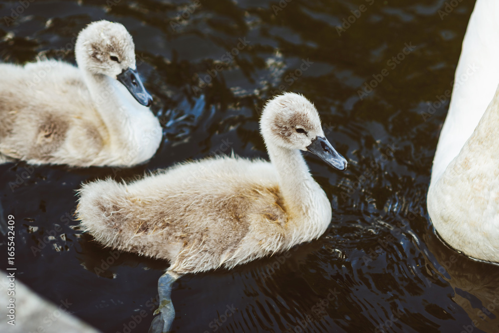Little nestling swans swimming in the lake