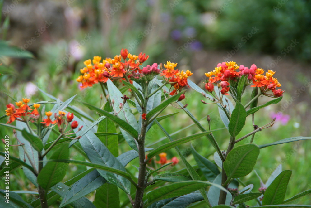 Blumen Blumen
