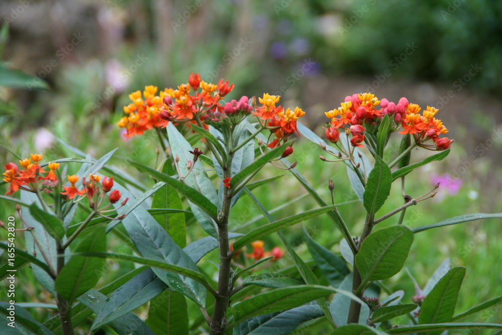 Blumen Blumen