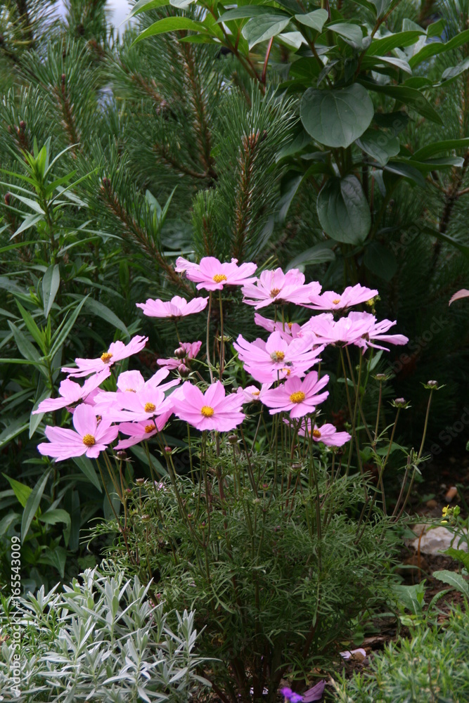 Gartenblumen Gartenblumen
