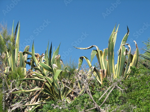 Agave americana marginata photo