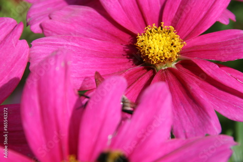 Blume mit Hummel