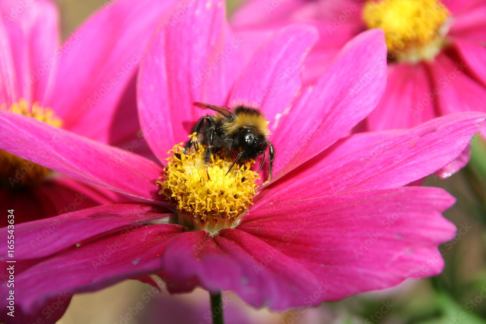 Gartenblume Gartenblume