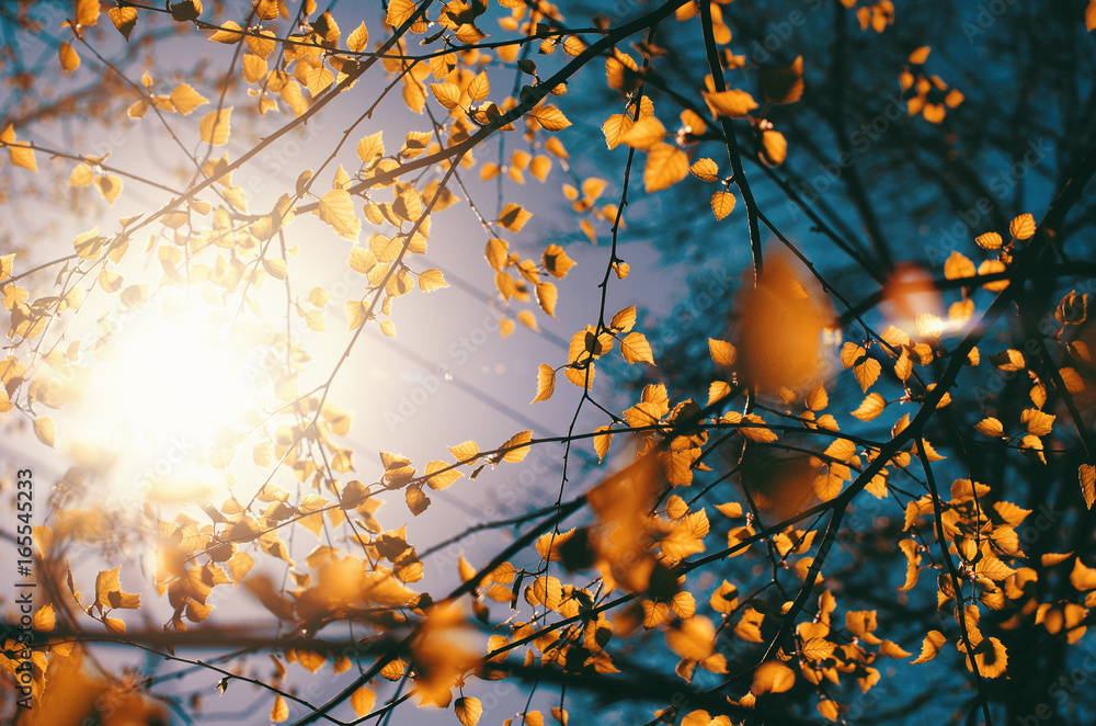 Image taken through birch leaves against the sun. Image taken through birch leaves against the sun.